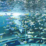 みく 明日います！ ハピネス東京