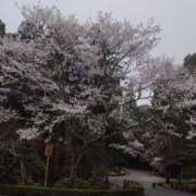 ヒメ日記 2025/03/31 07:46 投稿 はるこ 完熟ばなな神戸・三宮店