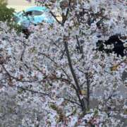 ヒメ日記 2025/04/01 19:58 投稿 はるこ 完熟ばなな神戸・三宮店