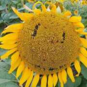 ヒメ日記 2025/08/06 07:46 投稿 はるこ 完熟ばなな神戸・三宮店