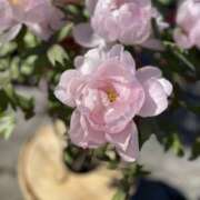 ヒメ日記 2025/03/20 19:14 投稿 あやか ミルクハート（ユメオト）