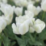 ヒメ日記 2025/04/09 20:40 投稿 あやか ミルクハート（ユメオト）