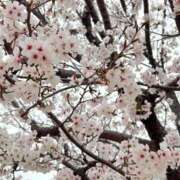 ヒメ日記 2025/04/02 21:28 投稿 さく キミの乳首が好き！！大阪店