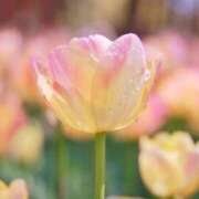 ヒメ日記 2025/12/26 10:11 投稿 ふわり 梅田アバンチュール