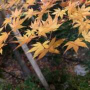 ヒメ日記 2024/12/25 23:04 投稿 吉岡 里帆 プルプルオフィスディーバ