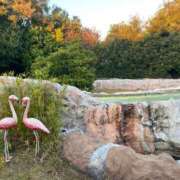 ヒメ日記 2025/01/08 12:39 投稿 吉岡 里帆 プルプルオフィスディーバ