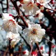 ヒメ日記 2025/02/06 11:02 投稿 千里(ちさと) PLUS梅田店