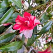 ヒメ日記 2025/03/27 09:22 投稿 千里(ちさと) PLUS梅田店