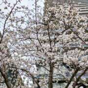 ヒメ日記 2025/03/29 17:22 投稿 千里(ちさと) PLUS梅田店