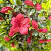 ヒメ日記 2025/04/02 09:22 投稿 千里(ちさと) PLUS梅田店