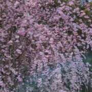 ヒメ日記 2025/04/06 10:42 投稿 千里(ちさと) PLUS梅田店