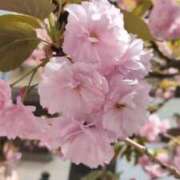 ヒメ日記 2025/04/16 12:22 投稿 千里(ちさと) PLUS梅田店