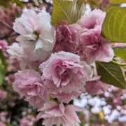 ヒメ日記 2025/04/18 13:02 投稿 千里(ちさと) PLUS梅田店