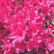 ヒメ日記 2025/04/19 16:22 投稿 千里(ちさと) PLUS梅田店