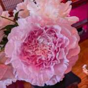 ヒメ日記 2025/05/11 10:23 投稿 千里(ちさと) PLUS梅田店