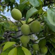 ヒメ日記 2025/05/11 10:25 投稿 千里(ちさと) PLUS梅田店