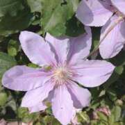 ヒメ日記 2025/06/14 10:22 投稿 千里(ちさと) PLUS梅田店