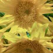 ヒメ日記 2025/07/09 13:40 投稿 千里(ちさと) PLUS梅田店