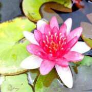 ヒメ日記 2025/07/14 11:12 投稿 千里(ちさと) PLUS梅田店