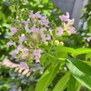 ヒメ日記 2025/07/23 15:52 投稿 千里(ちさと) PLUS梅田店