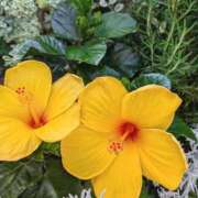 ヒメ日記 2025/08/06 16:52 投稿 千里(ちさと) PLUS梅田店