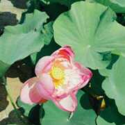 ヒメ日記 2025/08/07 07:42 投稿 千里(ちさと) PLUS梅田店