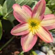 ヒメ日記 2025/08/16 00:32 投稿 千里(ちさと) PLUS梅田店