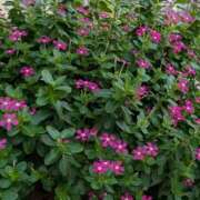 ヒメ日記 2025/08/27 08:36 投稿 千里(ちさと) PLUS梅田店