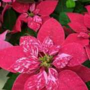 ヒメ日記 2025/10/27 13:52 投稿 千里(ちさと) PLUS梅田店