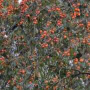 ヒメ日記 2025/11/02 10:22 投稿 千里(ちさと) PLUS梅田店