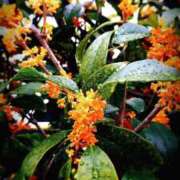 ヒメ日記 2025/11/03 07:52 投稿 千里(ちさと) PLUS梅田店