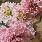 ヒメ日記 2025/11/03 11:42 投稿 千里(ちさと) PLUS梅田店