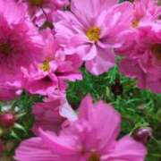 ヒメ日記 2025/11/10 07:12 投稿 千里(ちさと) PLUS梅田店