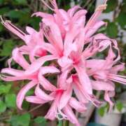 ヒメ日記 2025/11/10 08:52 投稿 千里(ちさと) PLUS梅田店