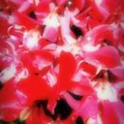 ヒメ日記 2025/11/17 06:12 投稿 千里(ちさと) PLUS梅田店