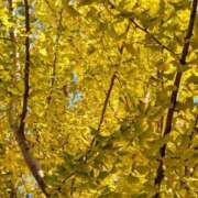 ヒメ日記 2025/11/27 09:22 投稿 千里(ちさと) PLUS梅田店