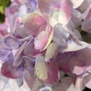 ヒメ日記 2025/12/02 12:46 投稿 千里(ちさと) PLUS梅田店