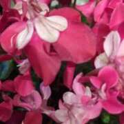 ヒメ日記 2025/12/02 23:12 投稿 千里(ちさと) PLUS梅田店