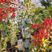 ヒメ日記 2025/12/07 10:22 投稿 千里(ちさと) PLUS梅田店