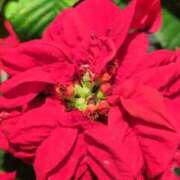 ヒメ日記 2025/12/10 18:22 投稿 千里(ちさと) PLUS梅田店