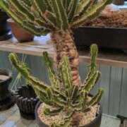 ヒメ日記 2025/12/13 12:22 投稿 千里(ちさと) PLUS梅田店