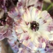 ヒメ日記 2025/12/19 09:53 投稿 千里(ちさと) PLUS梅田店