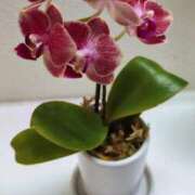 ヒメ日記 2025/12/19 17:32 投稿 千里(ちさと) PLUS梅田店