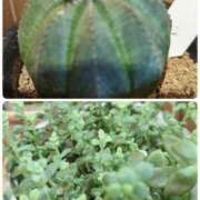 ヒメ日記 2025/12/26 11:26 投稿 千里(ちさと) PLUS梅田店