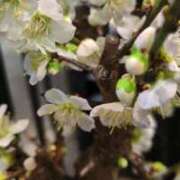 ヒメ日記 2026/01/02 20:52 投稿 千里(ちさと) PLUS梅田店