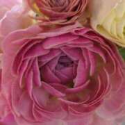 ヒメ日記 2026/01/07 22:12 投稿 千里(ちさと) PLUS梅田店