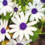 ヒメ日記 2026/01/08 13:12 投稿 千里(ちさと) PLUS梅田店