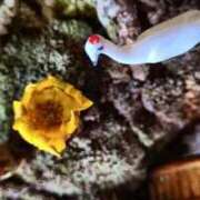 ヒメ日記 2026/01/11 10:21 投稿 千里(ちさと) PLUS梅田店