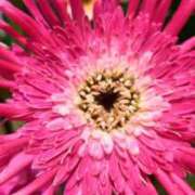 ヒメ日記 2026/01/12 13:02 投稿 千里(ちさと) PLUS梅田店