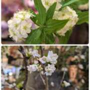 ヒメ日記 2026/01/15 12:27 投稿 千里(ちさと) PLUS梅田店